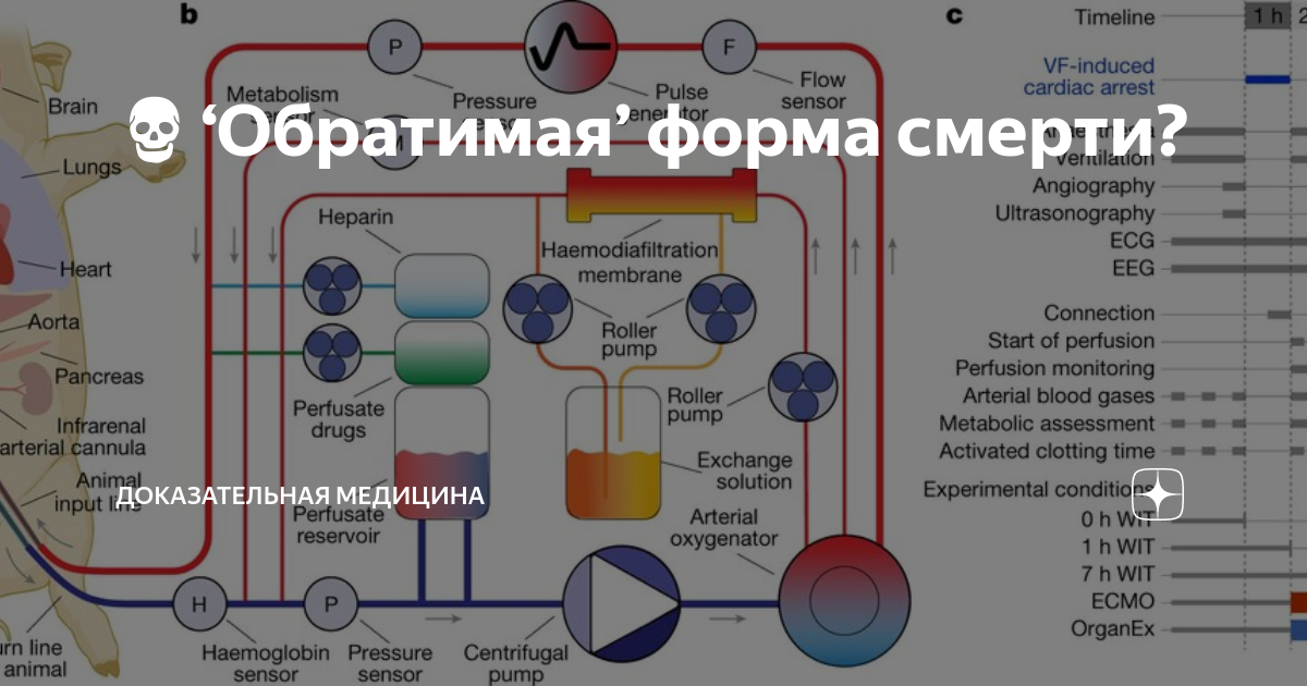 Карта вызова констатация биологической смерти