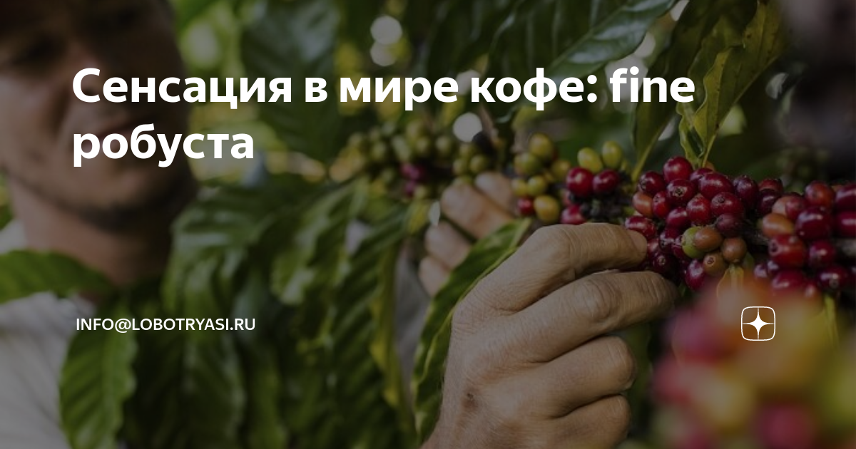 Сенсация в мире кофе: fine робуста | Ростерия "Рыжий, море и лоботрясы ...