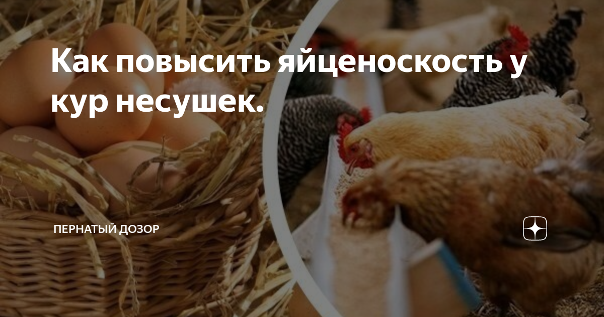 Как повысить яйценоскость у кур несушек. | Пернатый Дозор | Дзен