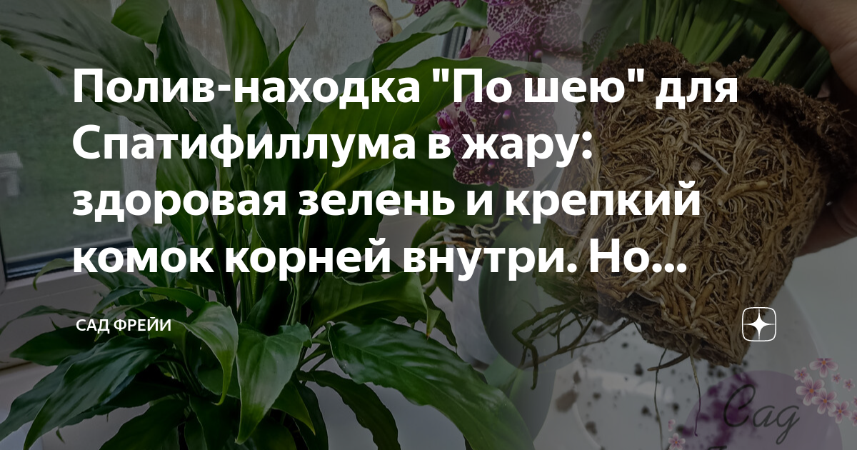 Полив спатифиллума лимонной кислотой. Янтарная кислота спатифиллум. Спатифиллум полив. Полив спатифиллума лимонной кислотой. Полив спатифиллума лимонной кислотой.