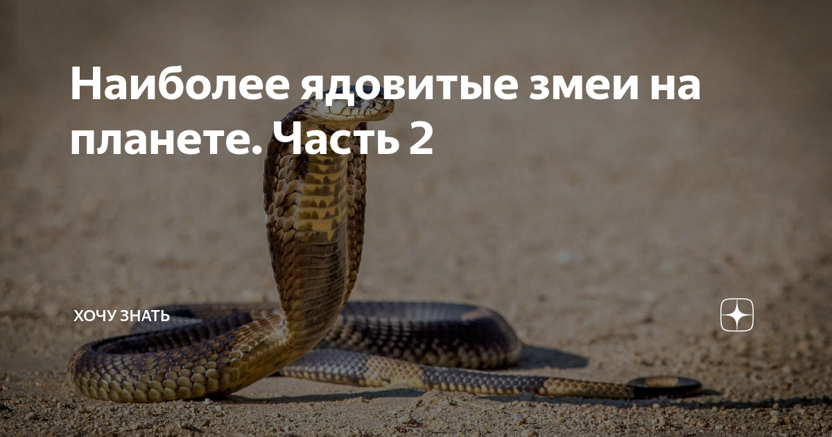 ядовитая змея из африки 3 буквы