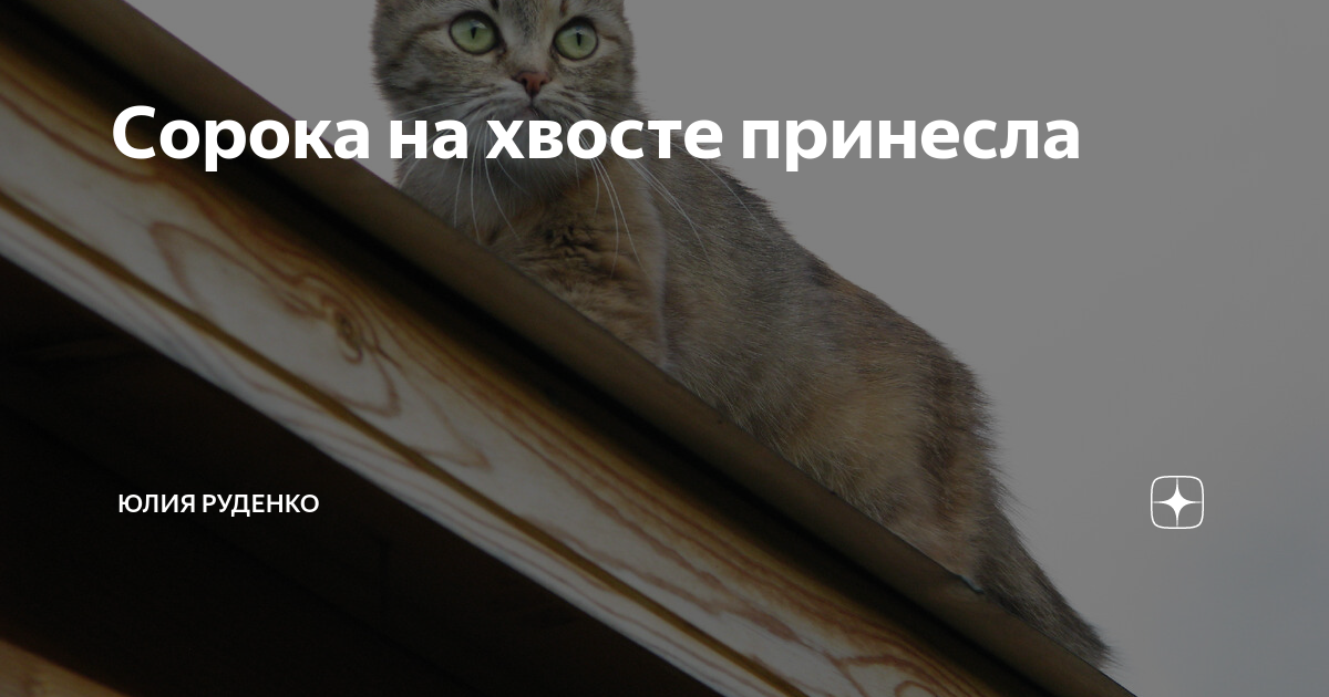 Сорока на хвосте принесла ютуб канал блоггер