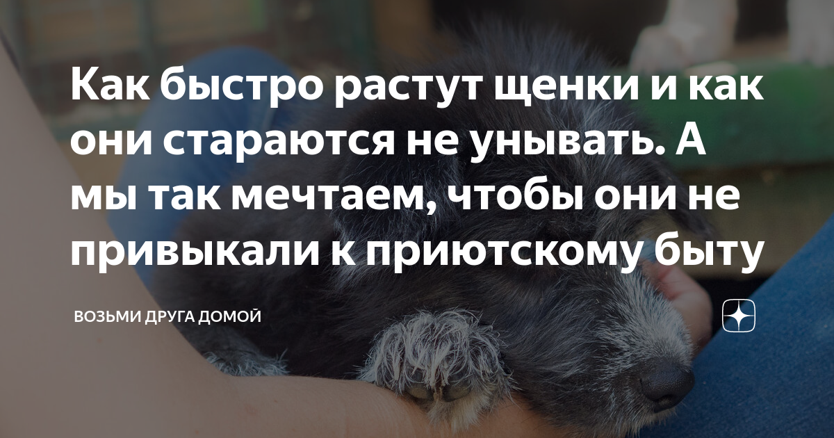 Как быстро растут щенки и как они стараются не унывать. А мы так ...