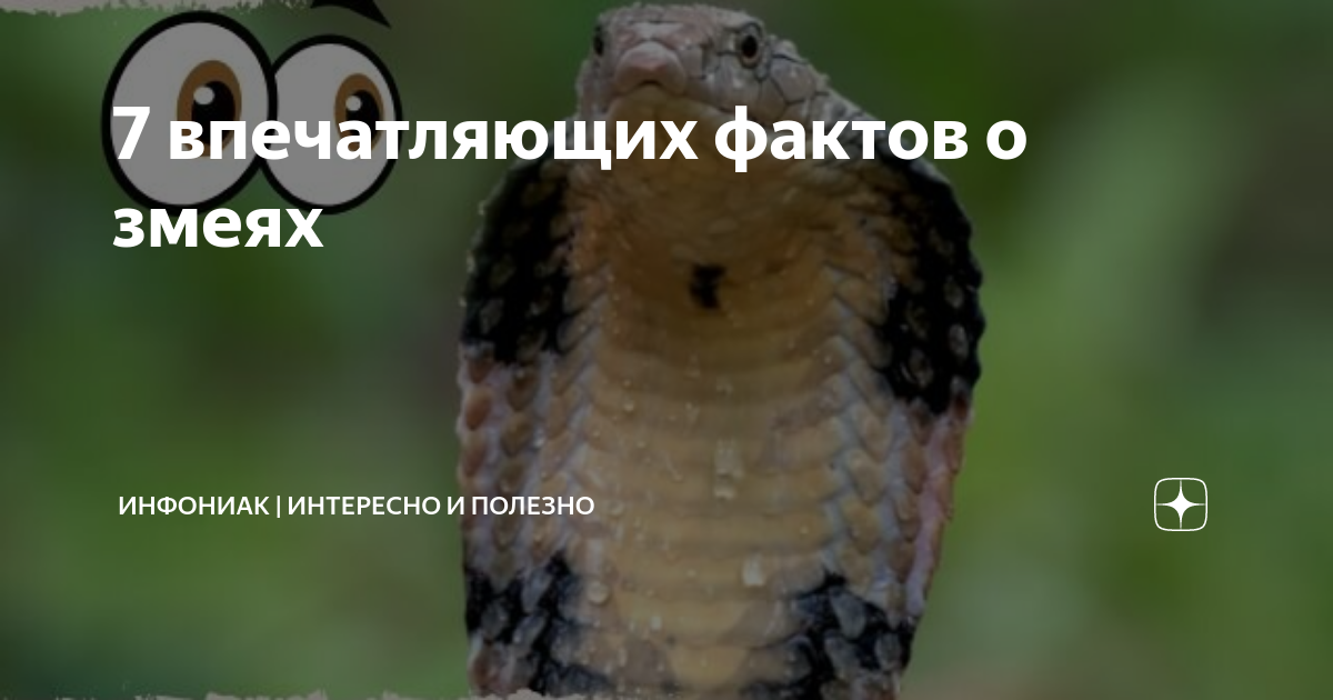 интересные факты про змей для детей