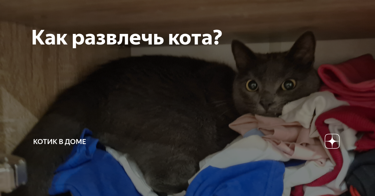 Как развлечь кота? | Котик в доме | Дзен