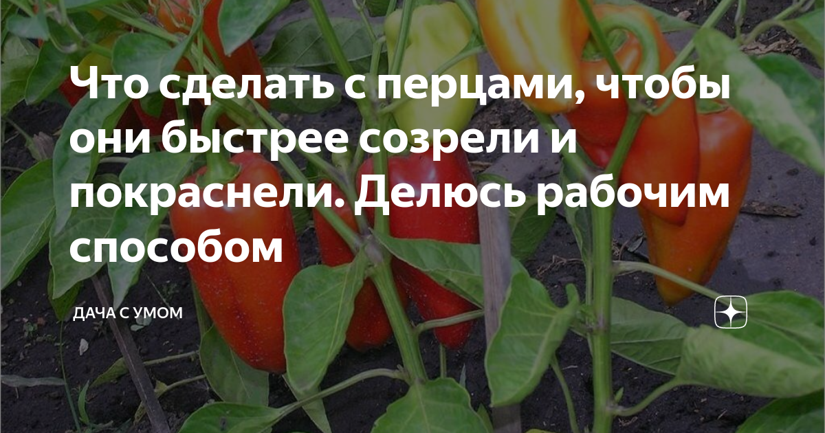 Как сделать чтобы перцы быстрее покраснели. Подкормка перцев. Зола древесная для перца. Как часто поливать перцы в теплице из поликарбоната. Сколько раз в теплице поливать перцы.