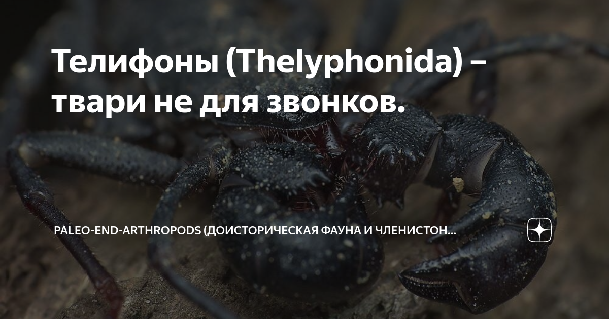 Телифоны (Thelyphonida) – твари не для звонков. | Paleo-end-arthropods ...