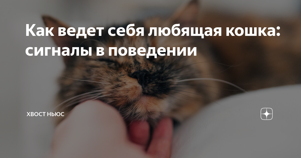 как ведет себя кошка перед родами видео