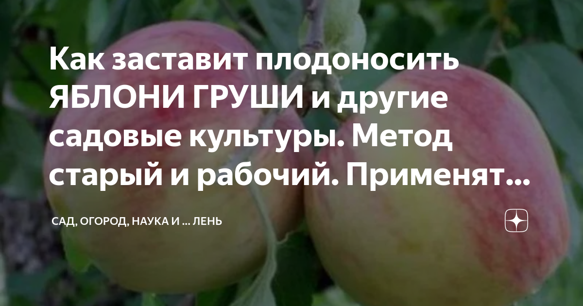 в саду растут яблони груши и сливы в саду всего 36