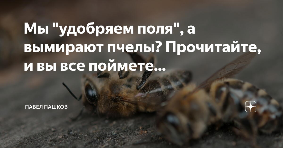 зосима пчельник 30 апреля. мужчина пчела. сумасшедшая пчела читать на дзен. сумасшедшая пчела читать на дзен. сумасшедшая пчела игрушка купить.