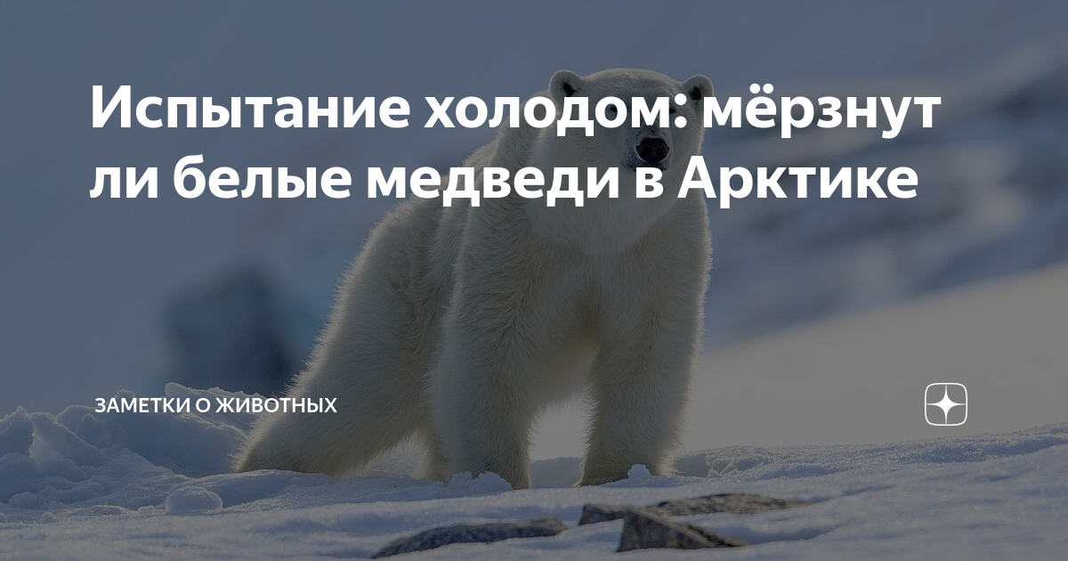 почему белые медведи не мёрзнут в арктике