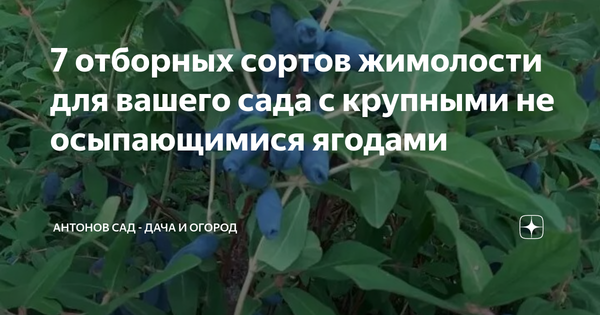 7 отборных сортов жимолости для вашего сада с крупными не осыпающимися ...