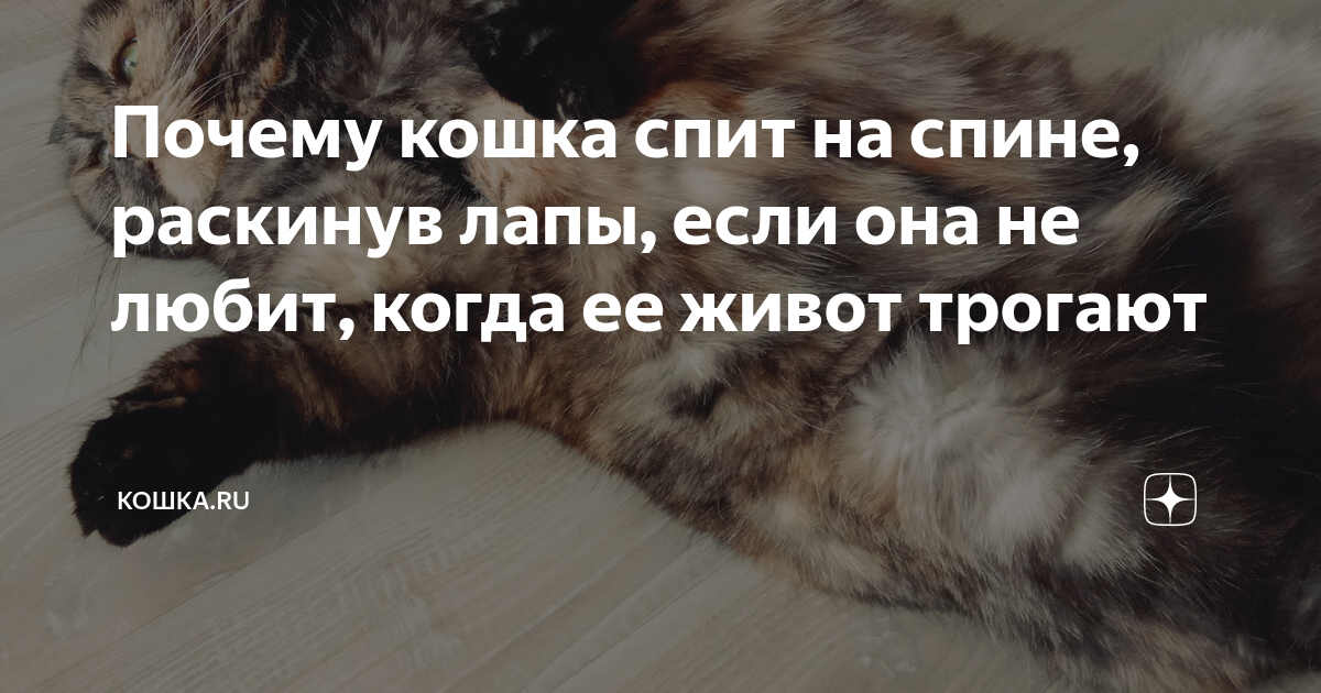 😼О чем расскажет поза спящей кошки | Нос, хвост, лапы | Дзен