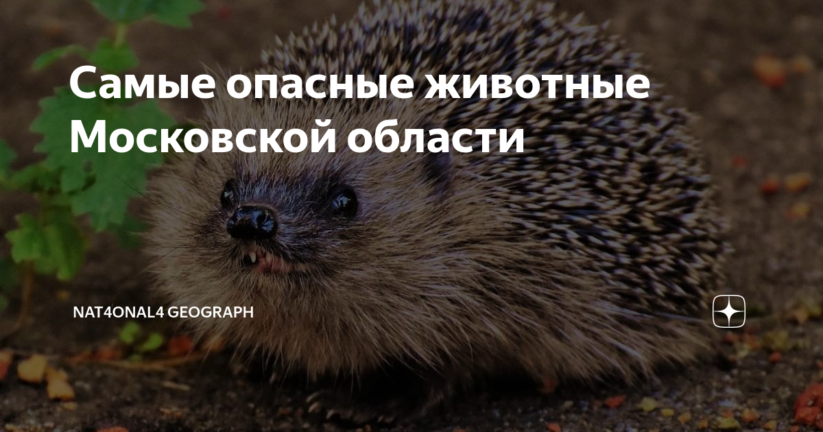 Животные московской области занесенные
