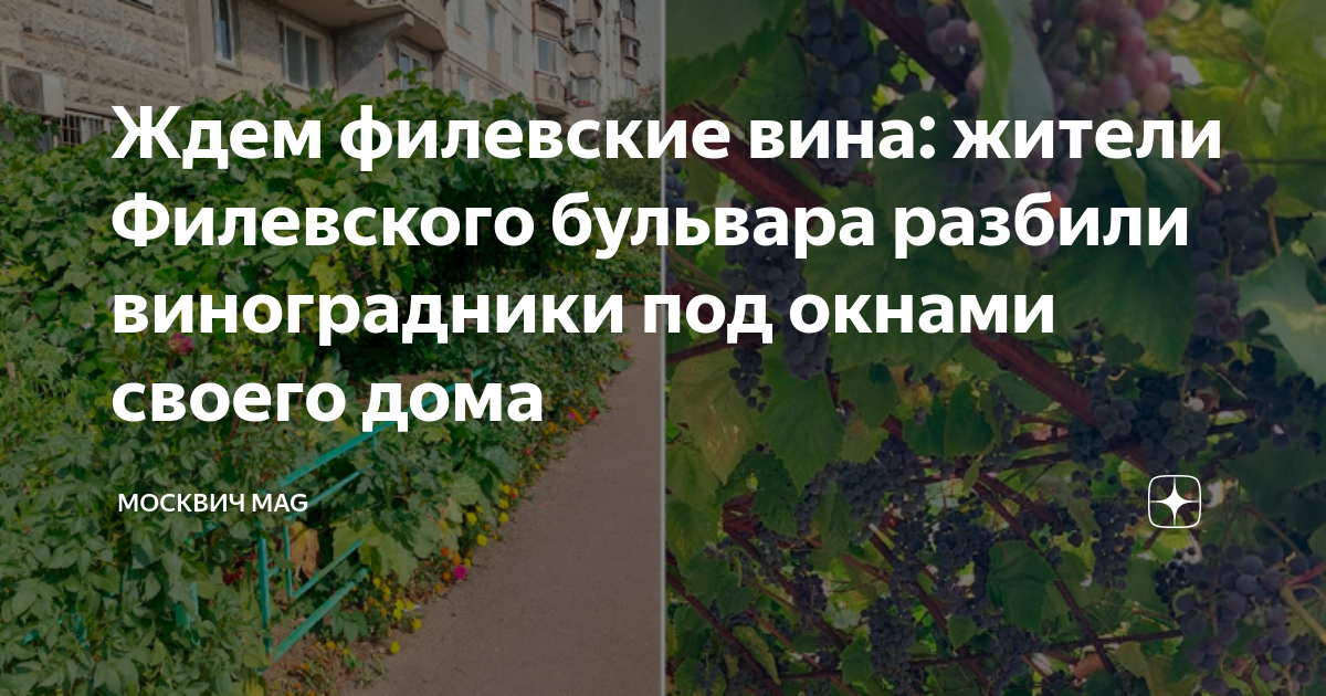 Москвич mag дзен