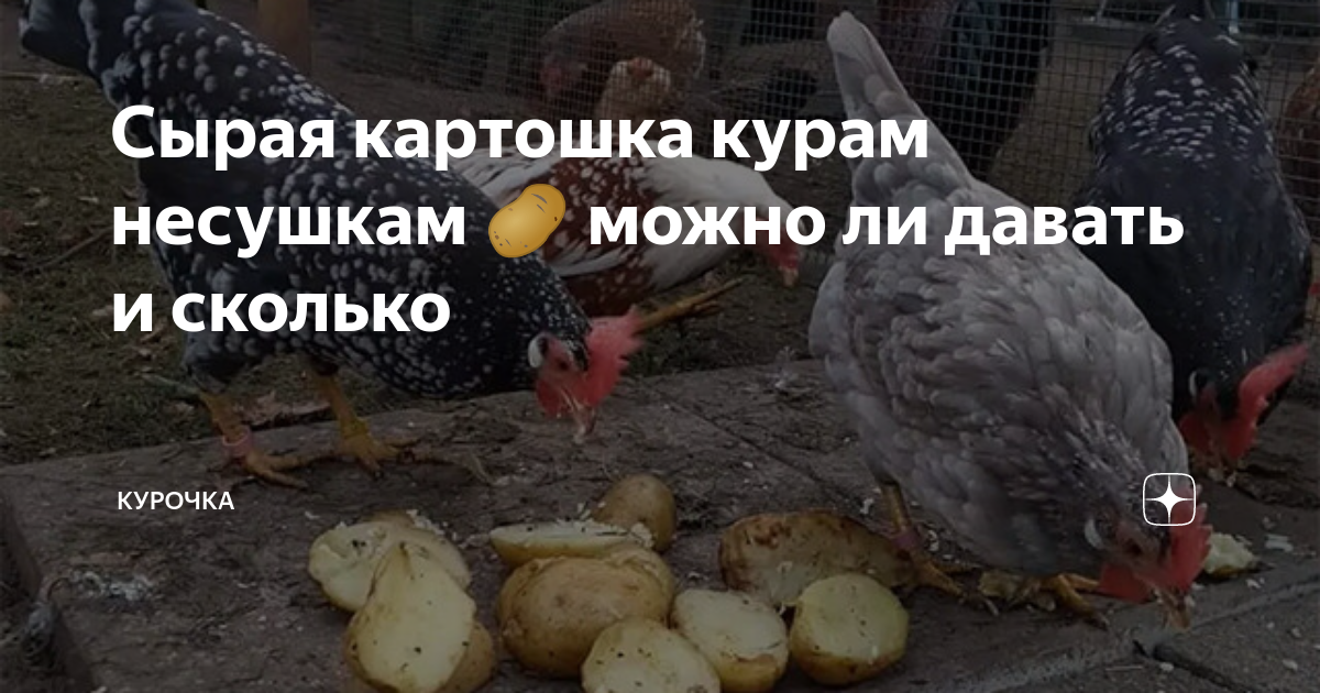 Сырая картошка курам несушкам 🥔 можно ли давать и сколько | Курочка | Дзен