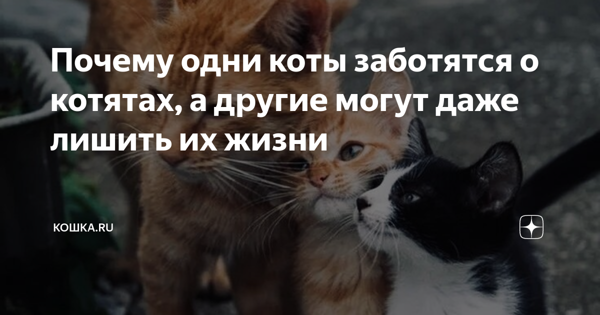 День заботы о коте 9 июня