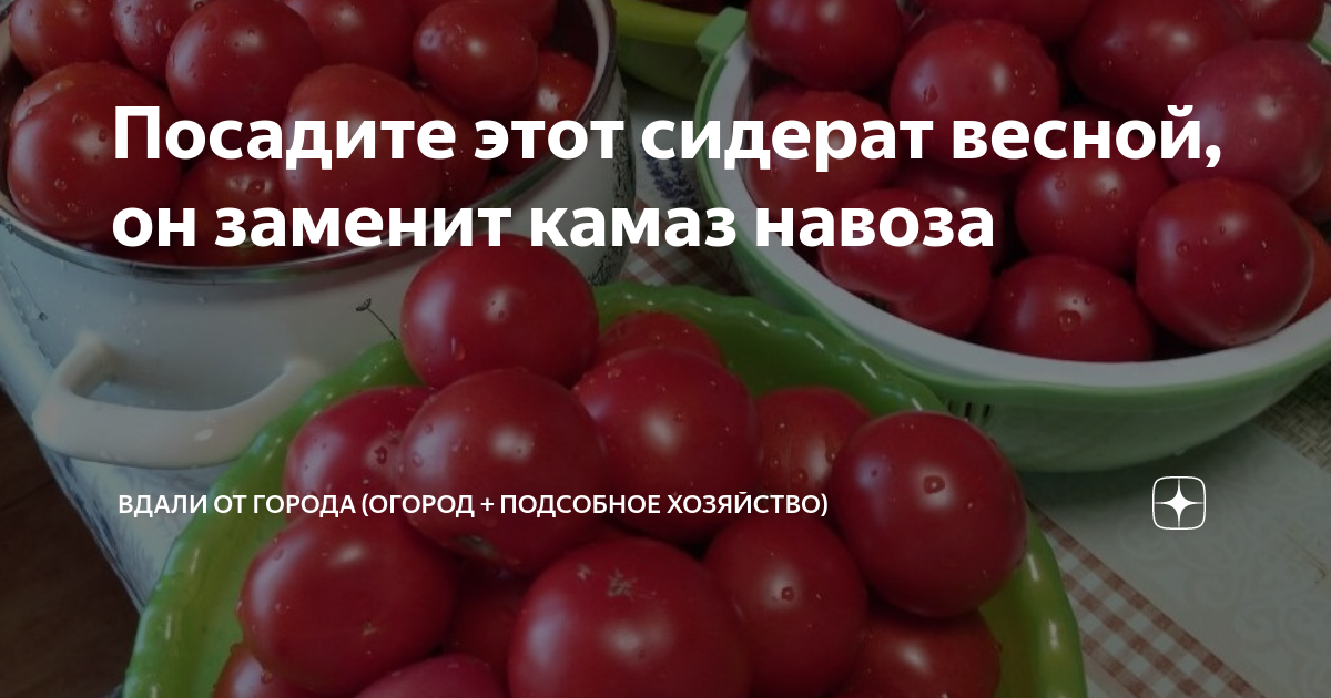 Посадите этот сидерат весной, он заменит камаз навоза | Вдали от города ...