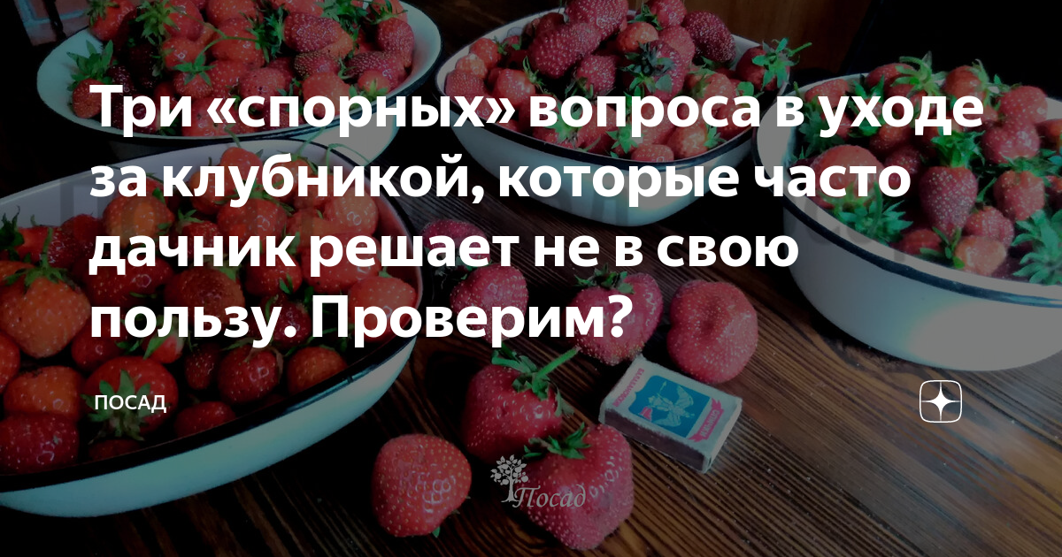 Три «спорных» вопроса в уходе за клубникой, которые часто дачник решает ...