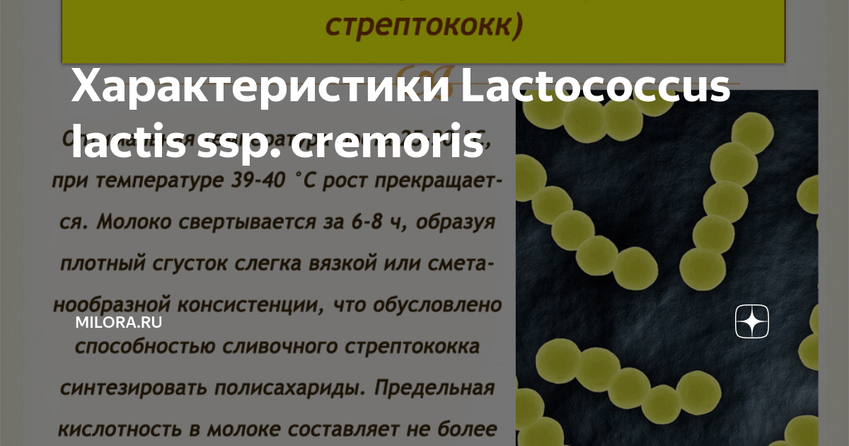 Характеристики Lactococcus lactis ssp. cremoris | Milora.ru | Дзен