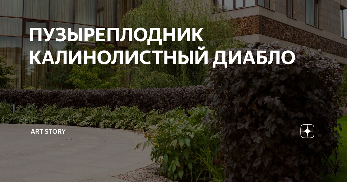 ПУЗЫРЕПЛОДНИК КАЛИНОЛИСТНЫЙ ДИАБЛО | Студия ART Story | Дзен