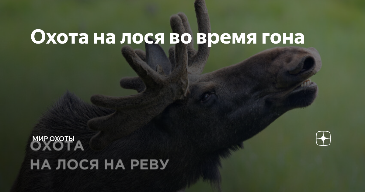 Звук ревущего лося. Крик лосихи во время гона. Лось во Владивостоке