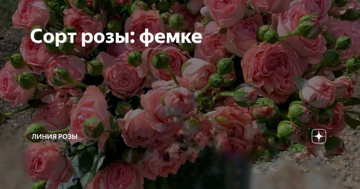 Линия розы