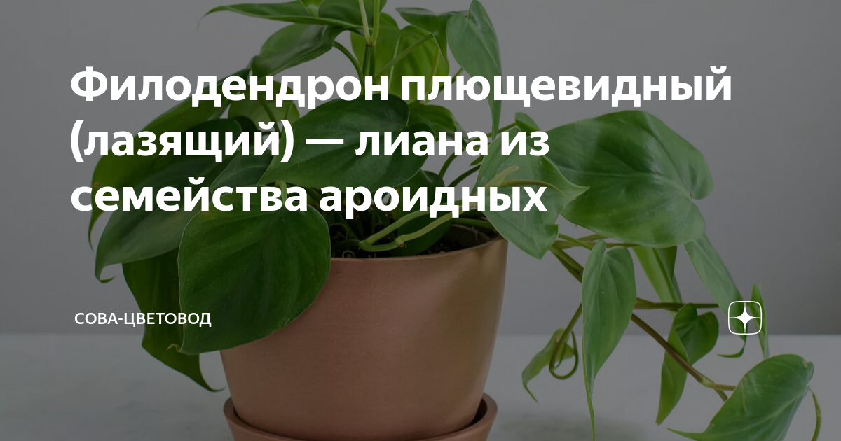 Филодендрон плющевидный (лазящий) — лиана из семейства ароидных | Сова ...