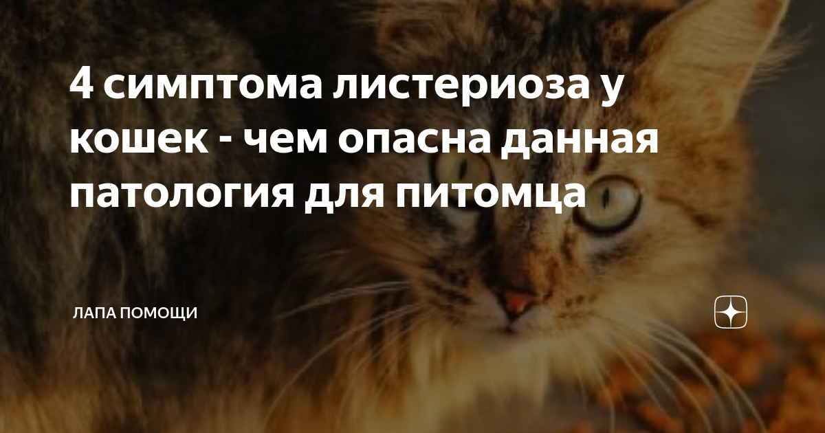 Дополнительные симптомы листериоза у кошек