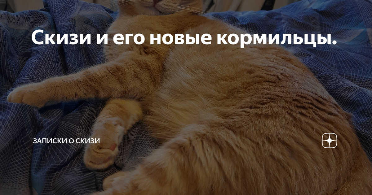 Скизи и его новые кормильцы. | Записки о Скизи | Дзен