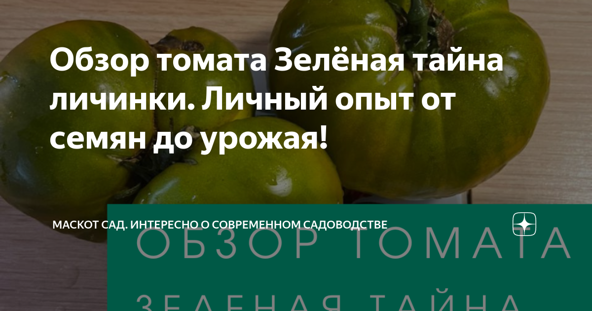 Томат зеленая тайна личинки описание сорта фото