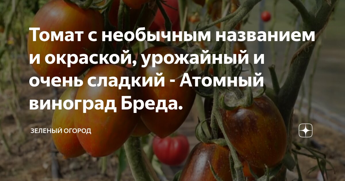 Томат с необычным названием и окраской, урожайный и очень сладкий ...