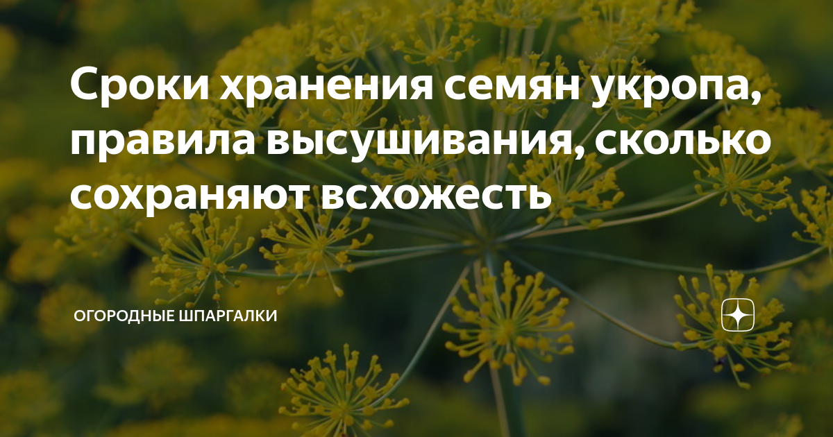 Через сколько дней взойдет укроп. Срок годности семян укропа. Семена укропа всхожесть. Семена укропа срок годности. Всхожесть у укропа 1 класс.