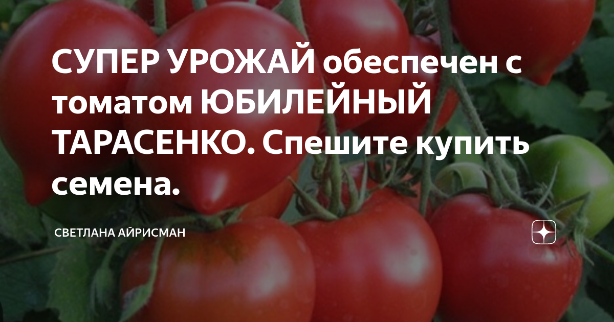 СУПЕР УРОЖАЙ обеспечен с томатом ЮБИЛЕЙНЫЙ ТАРАСЕНКО. Спешите купить ...