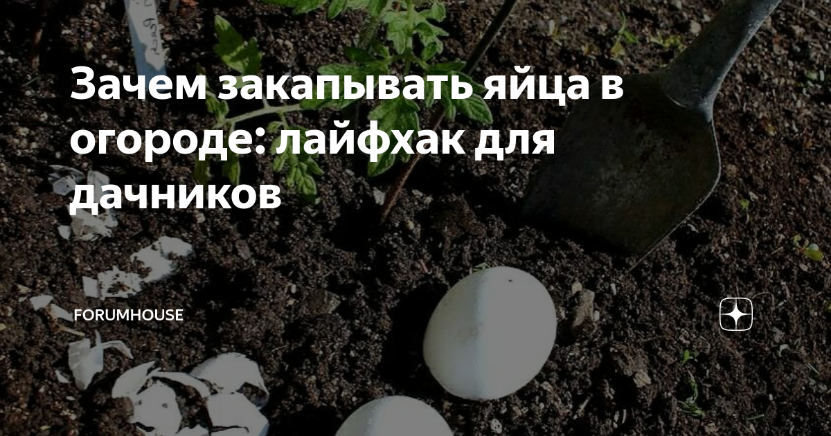Зачем закапывать яйца в огороде: лайфхак для дачников | FORUMHOUSE | Дзен