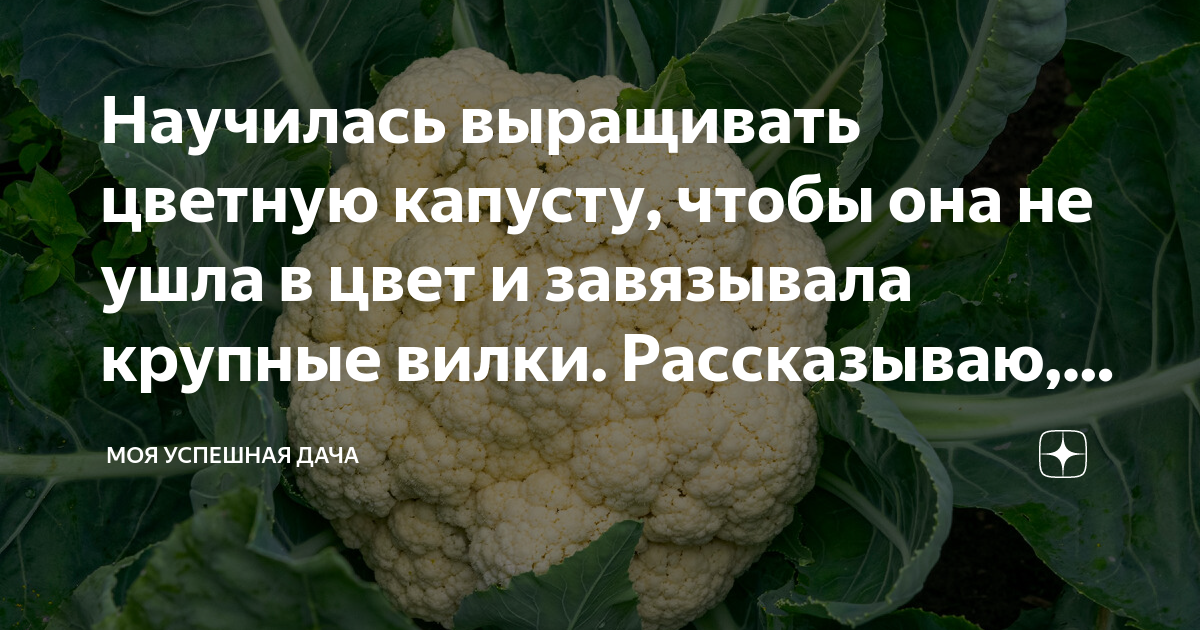 После чего сажать цветную капусту. Когда сажать цветную капусту на рассаду в Подмосковье.