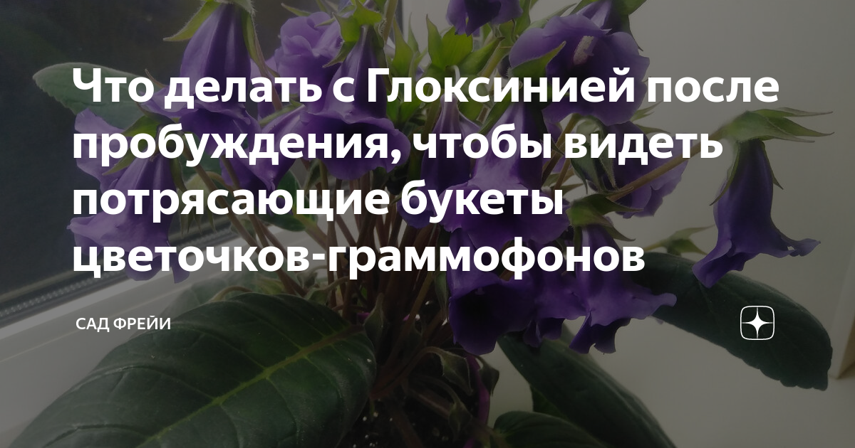 Что делать с Глоксинией после пробуждения, чтобы видеть потрясающие ...