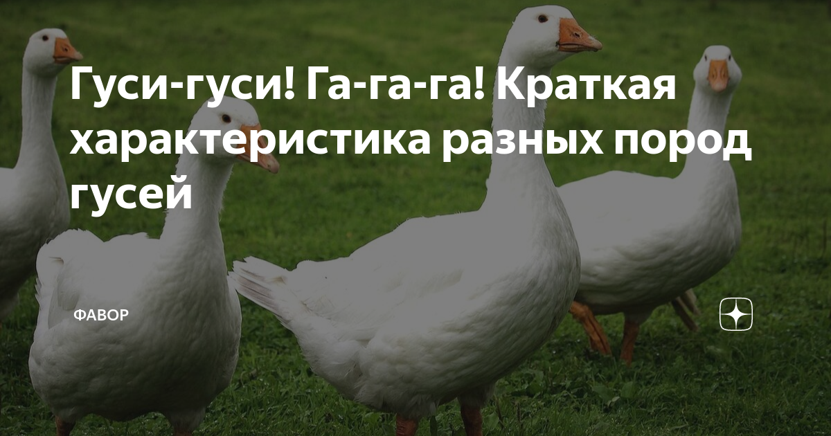 Гуси-гуси! Га-га-га! Краткая характеристика разных пород гусей | ФАВОР ...