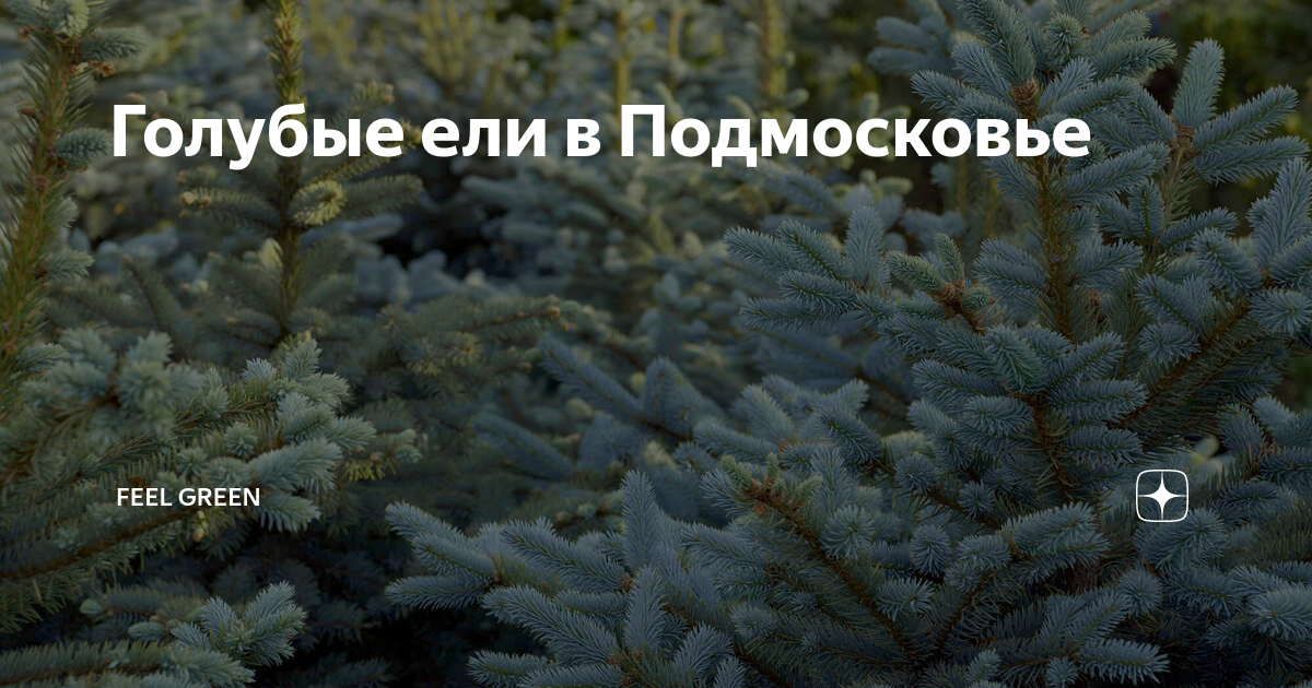 Голубые ели в Подмосковье | Feel Green | Дзен