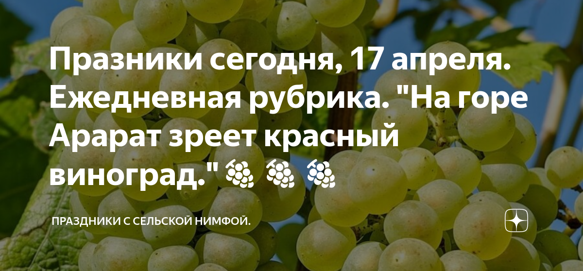 коричневый виноград. на горе арарат зреет. виноград флейм сидлис. виноград мухчалони. на горе зреет красный виноград.