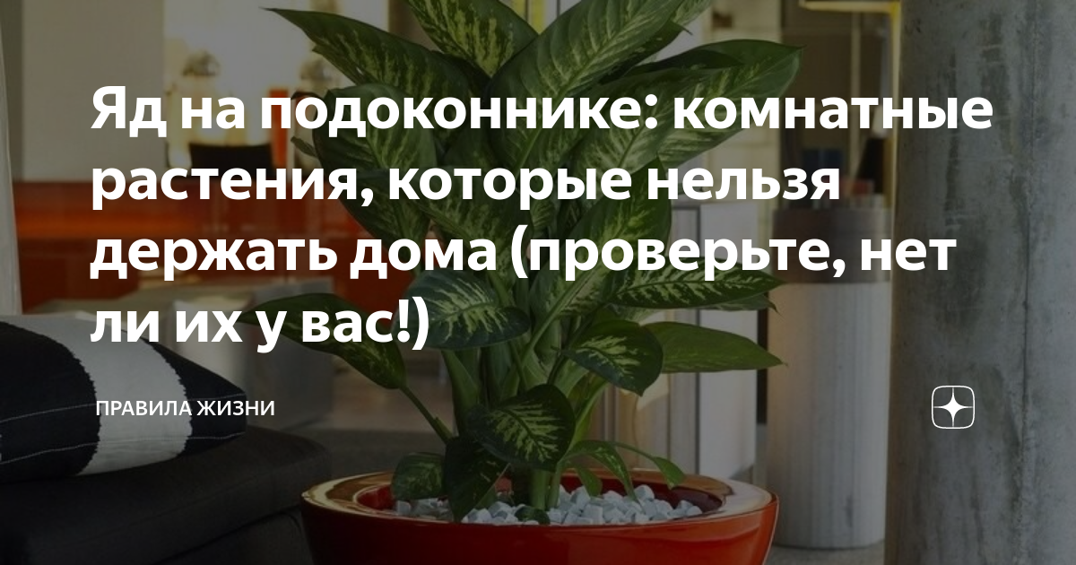 Цветы которые нельзя держать дома фото и названия с плохой энергетикой