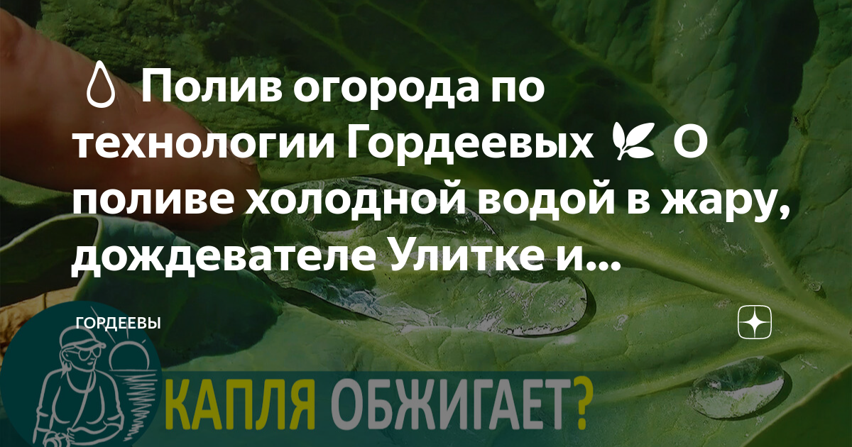 Почему нельзя поливать в жару