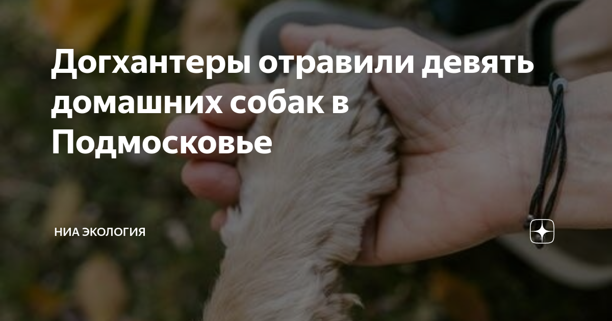 Догхантеры отравили девять домашних собак в Подмосковье | НИА Экология ...