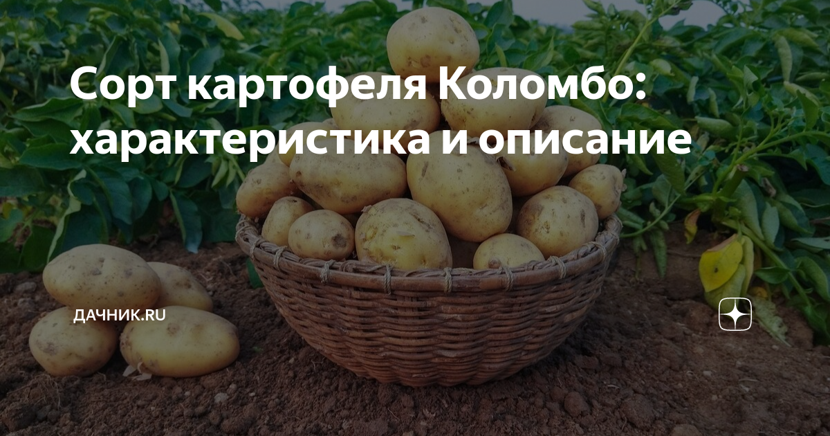 Картофель коломбо описание характеристики фото