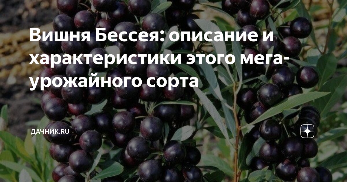 Вишня Бессея: описание и характеристики этого мега-урожайного сорта ...