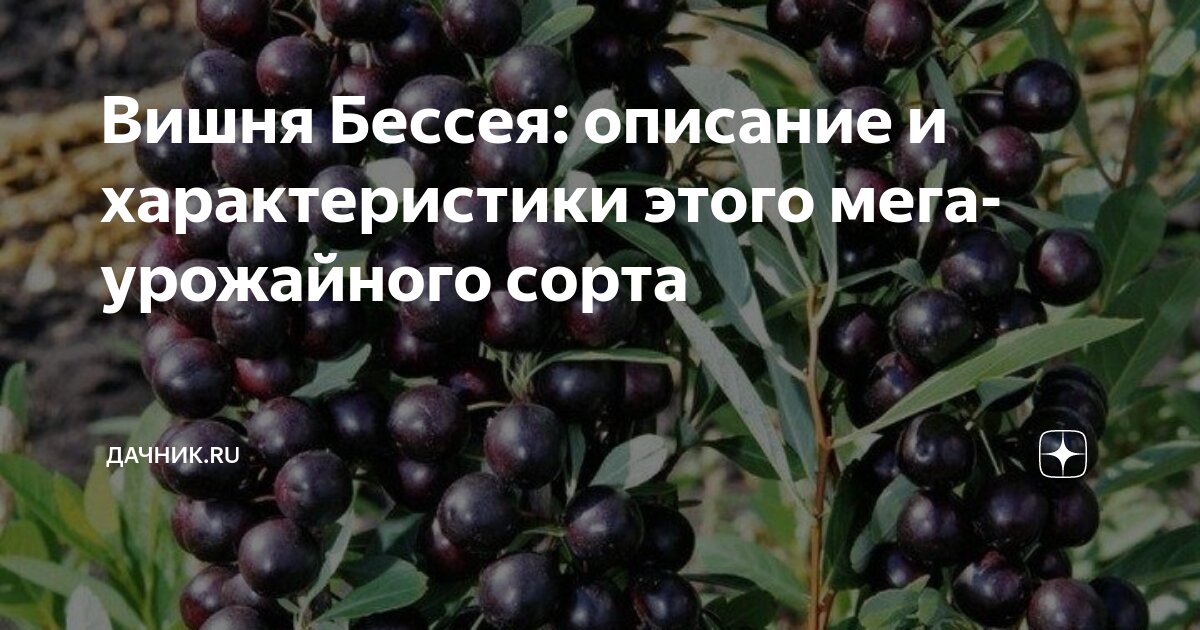 Кустовая вишня бессея фото