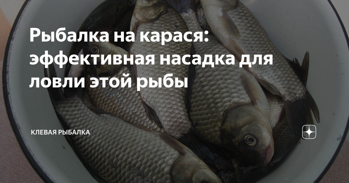 Рыбалка на карася: эффективная насадка для ловли этой рыбы | Клевая ...