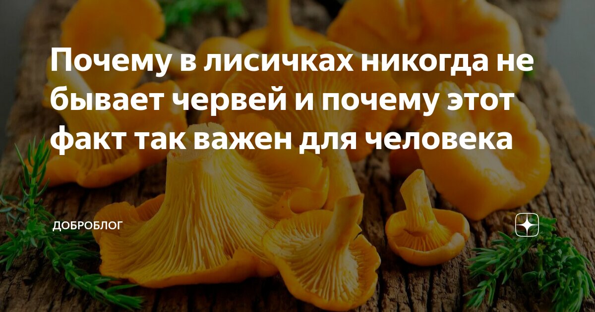 Почему в лисичках нет червей. Почему в лисичках нет червей