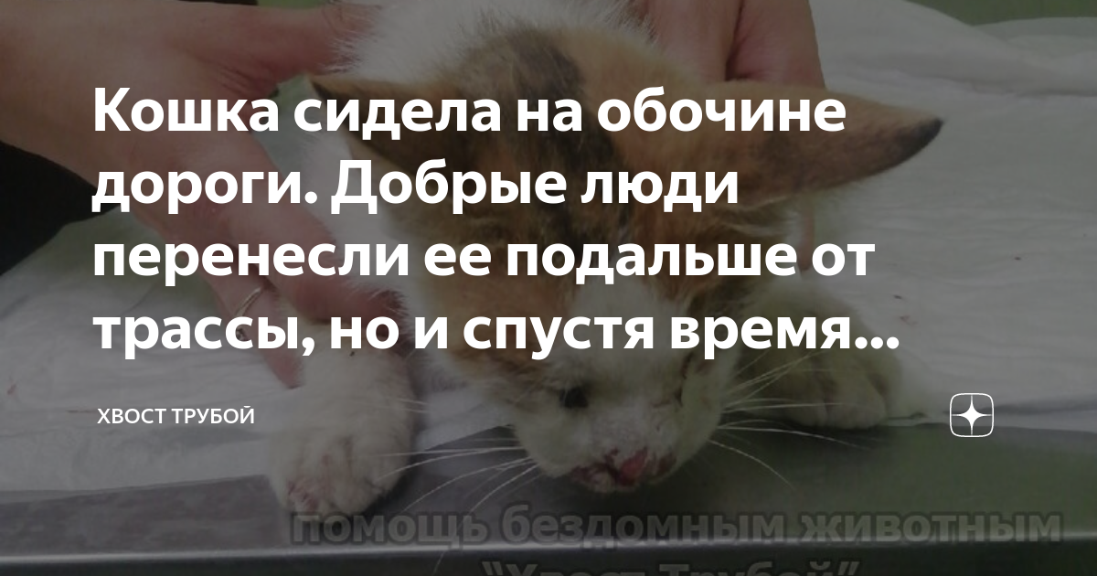 Кошка сидела на обочине дороги. Добрые люди перенесли ее подальше от ...