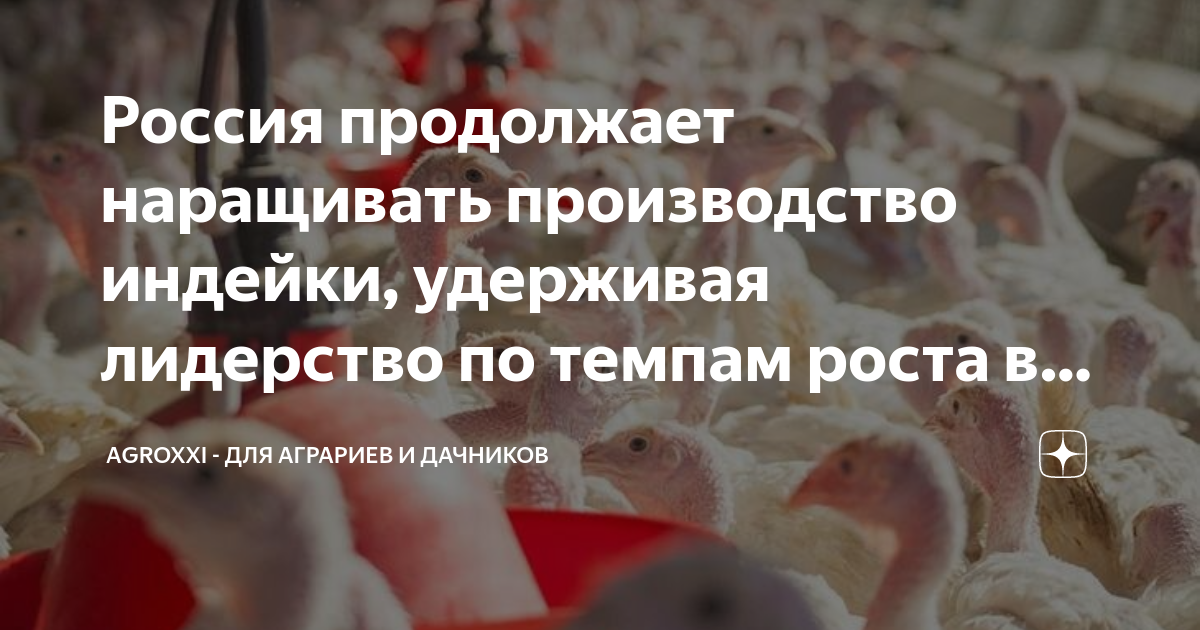 Россия продолжает наращивать производство индейки, удерживая лидерство ...